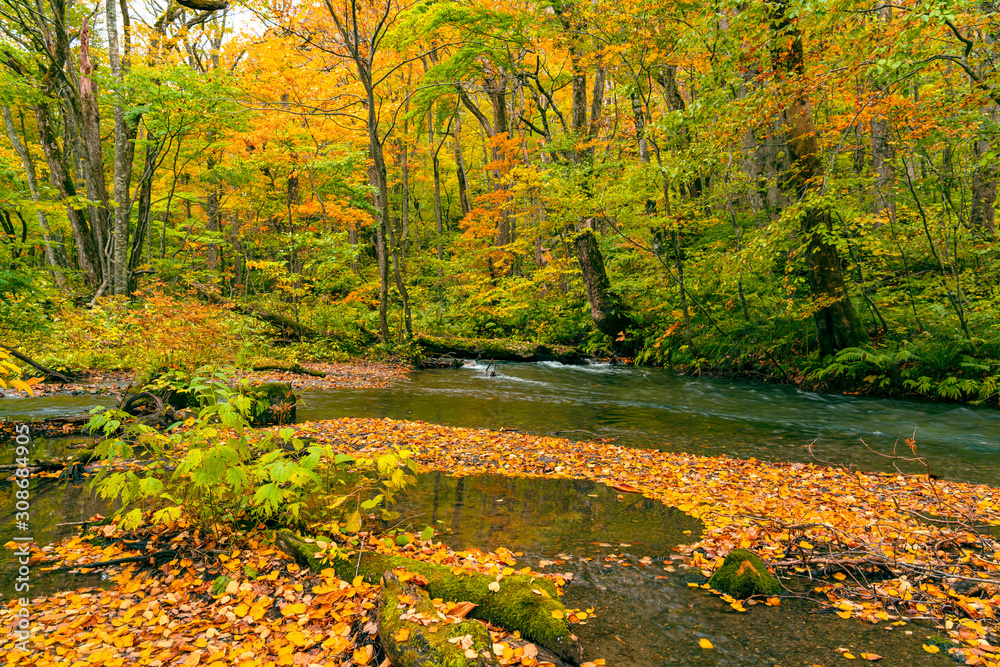 Obraz premium Colorful falling leaves covered the ground in the forest of autumn season that the Oirase Mountain Stream flow through at Oirase Valley in Towada Hachimantai National Park, Aomori Prefecture, Japan.