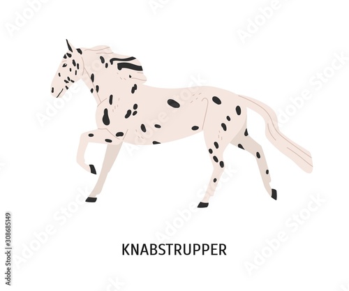 Knabstrupper horse flat vector illustration