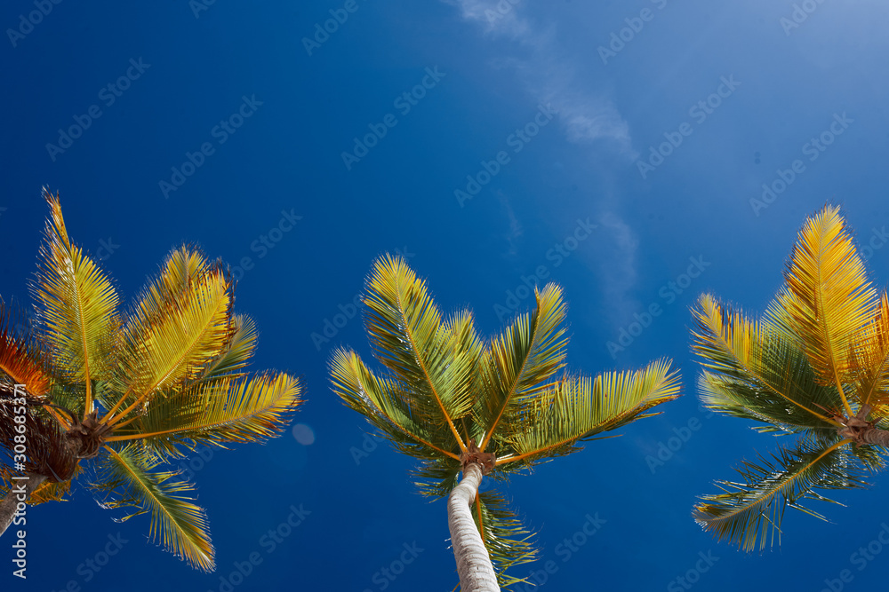 leaf on blue sky leaf on blue sky
