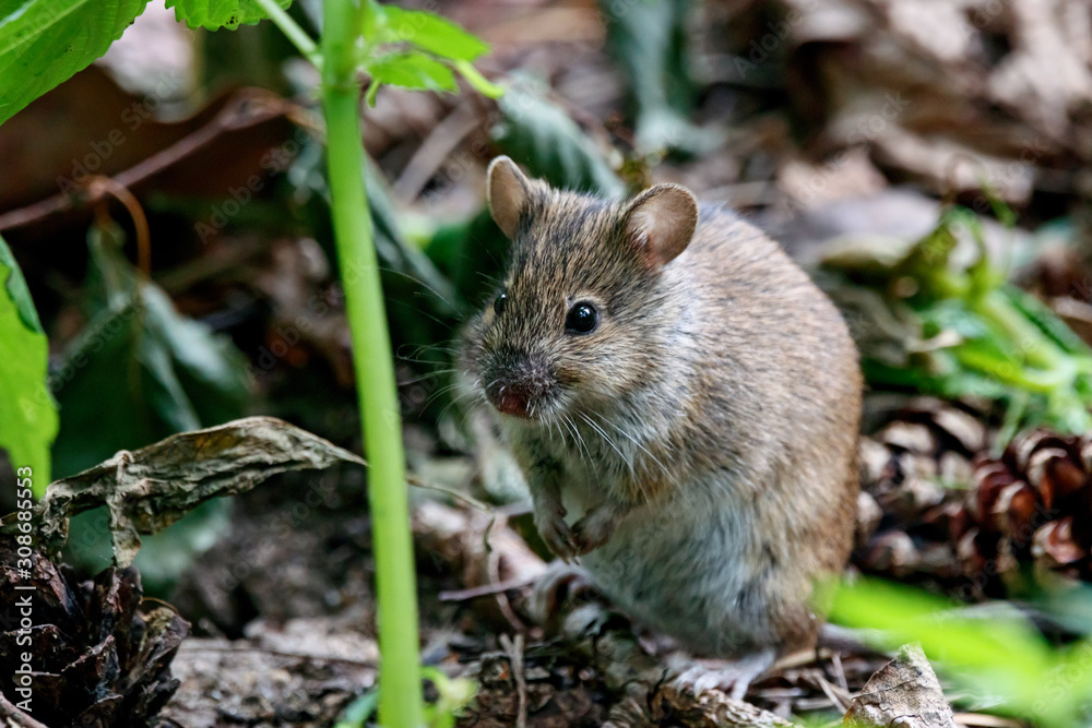 Striped field mouse apodemus agrarius sitting on ground. Cute common forest rodent animal in wildlife. Striped field mouse apodemus agrarius sitting on ground. Cute common forest rodent animal in wildlife.