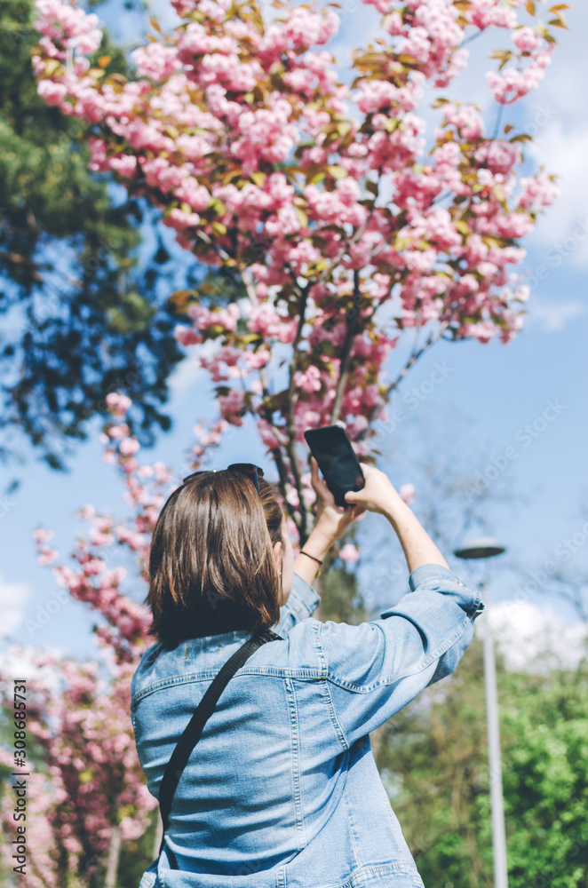 Cheerful traveler standing near Sakura Tree and taking photo Cellphone App Cheerful traveler standing near Sakura Tree and taking photo Cellphone App