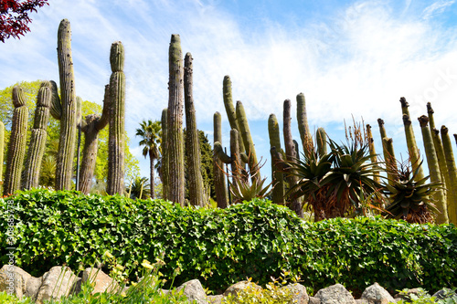 Cactus garden in Lloret de mar Spain