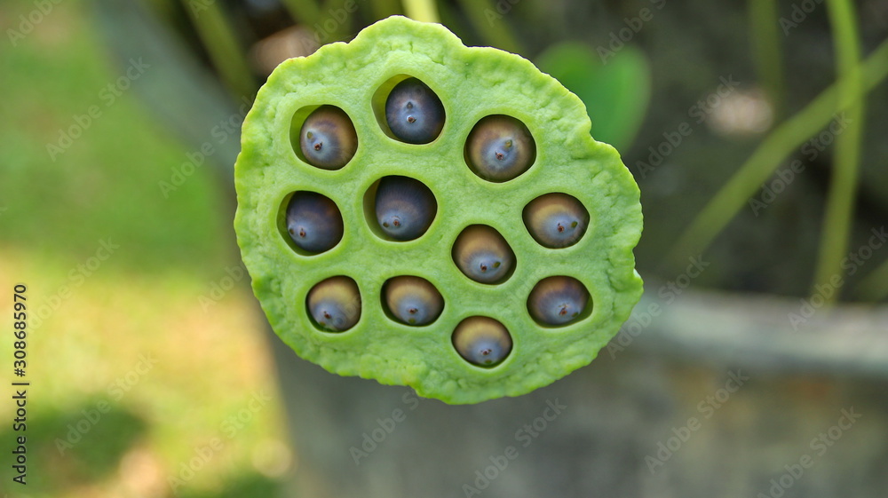 Natural Lotus Flower Blooms in a beautiful garden, exotic round seed stand of a lotus isolated on blurry background Natural Lotus Flower Blooms in a beautiful garden, exotic round seed stand of a lotus isolated on blurry background