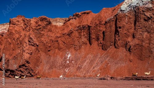 Many llamas walking under bright red mountain © F.C.G.