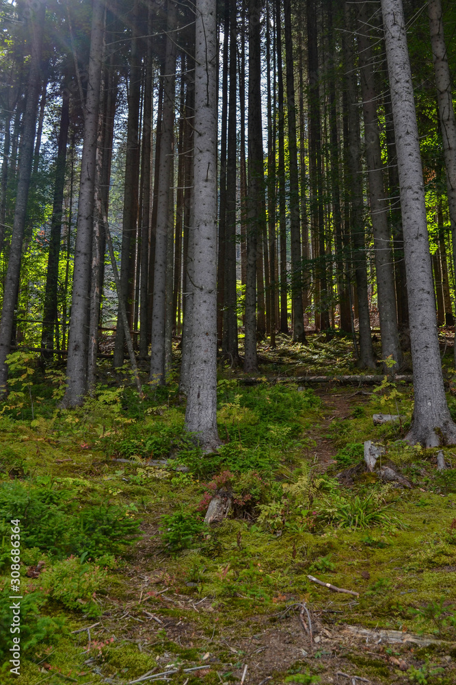 Fototapeta premium Wilderness forest