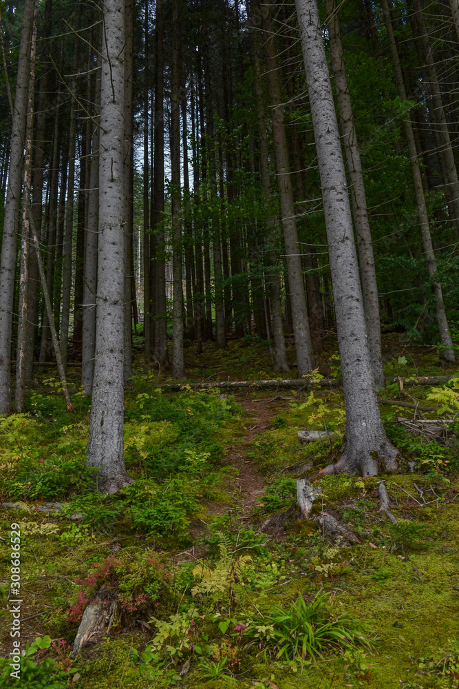 Obraz premium Wilderness forest