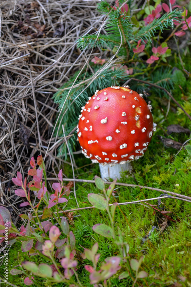 Fly Agaric, red and white poisonous mushroom in the forest Fly Agaric, red and white poisonous mushroom in the forest