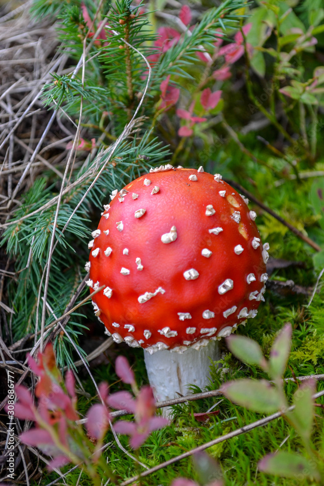 Fly Agaric, red and white poisonous mushroom in the forest Fly Agaric, red and white poisonous mushroom in the forest