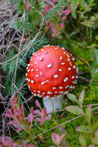 Fly Agaric, red and white poisonous mushroom in the forest