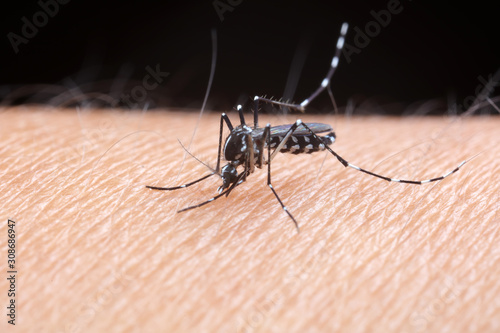 Aedes albopictus sucking blood photo
