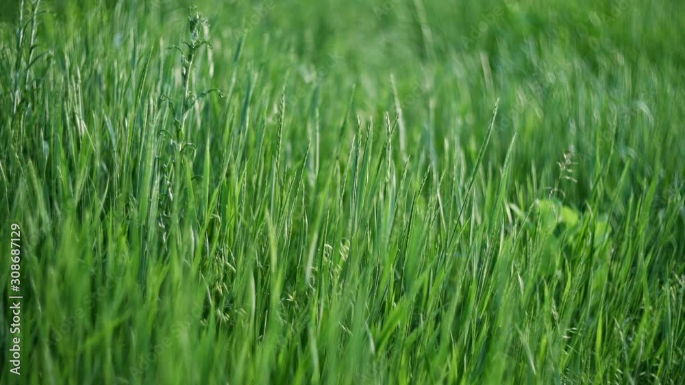 Green grass swaying on wind in spring meadow, soft focus Green grass swaying on wind in spring meadow, soft focus