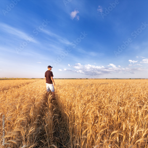 man standing on a field of wheat / evening landscape fields Ukraine © ml1413