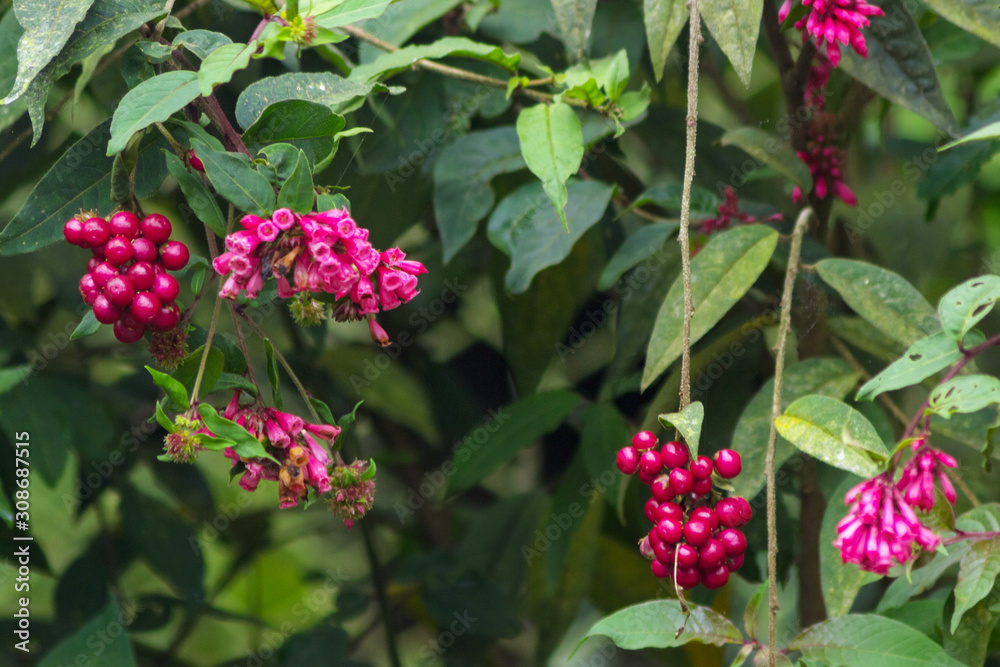red-pink berries growing on plants in the forest red-pink berries growing on plants in the forest