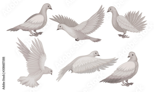 Beautiful Pigeons Collection, White Dove in Different Poses, Symbol of Peace, Faith and Love Vector Illustration