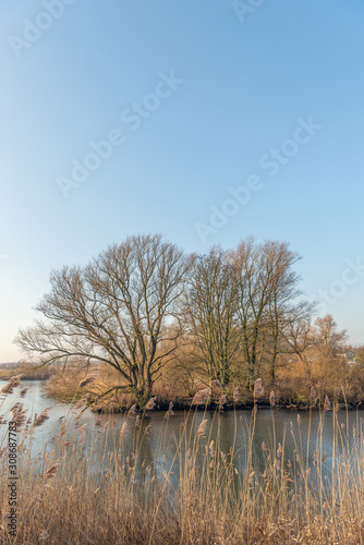 Bare branches silhouetted against a blue sky in a Dutch nature reserve. In the foreground are dry reed stems with seed heads.