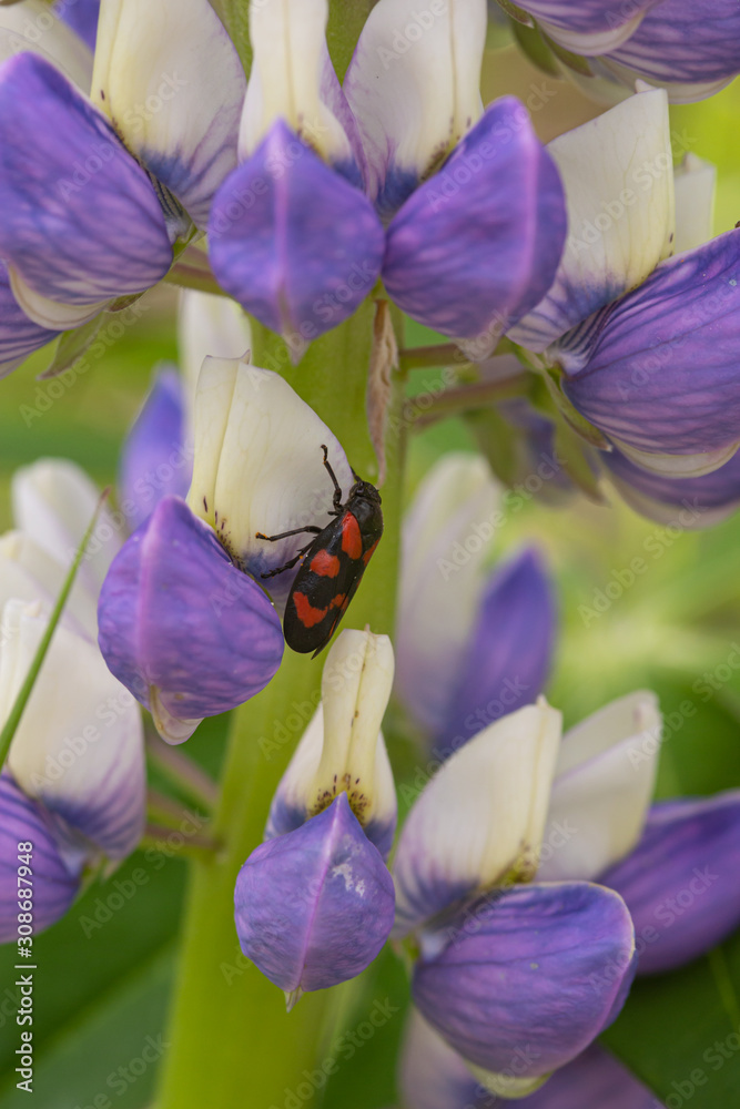 Fototapeta premium Froghopper beetle (cercopis vulnerata) on purple lupine (lupinus polyphyllus), a neophyte plant, in Ultental, South Tyrol/Italy