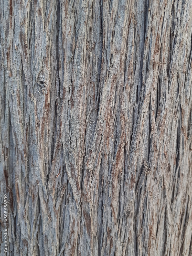 light tree bark