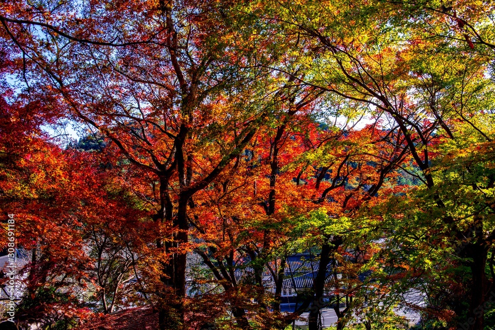 富貴寺の紅葉