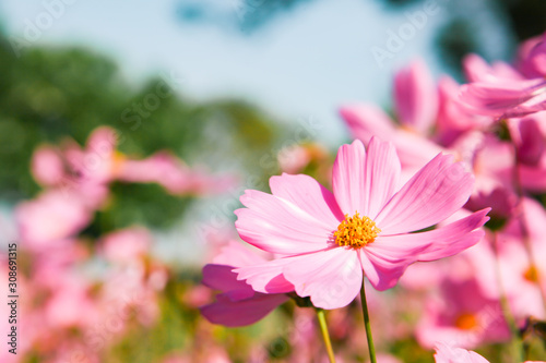 Pink blooming cosmos flower in garden