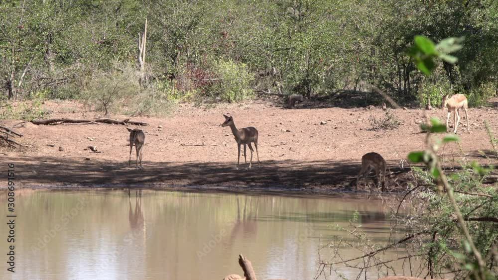 close shot of Impala drinking at a waterhole at midday. close shot of Impala drinking at a waterhole at midday.