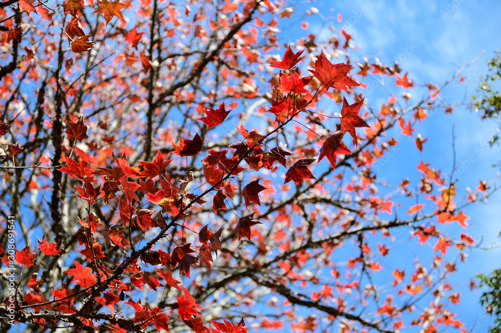 Japanese red maple leaves in autumn season