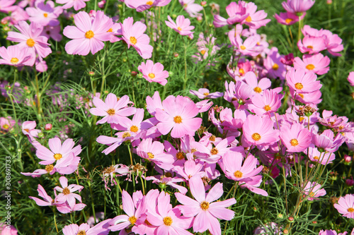 Fototapeta Naklejka Na Ścianę i Meble -  Pink blooming cosmos flower in garden
