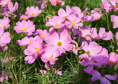 Fototapeta Naklejka Na Ścianę i Meble -  Pink blooming cosmos flower in garden
