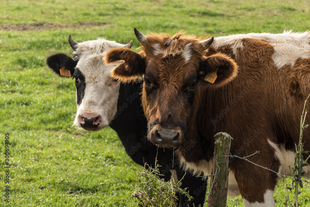 Close up of two cows