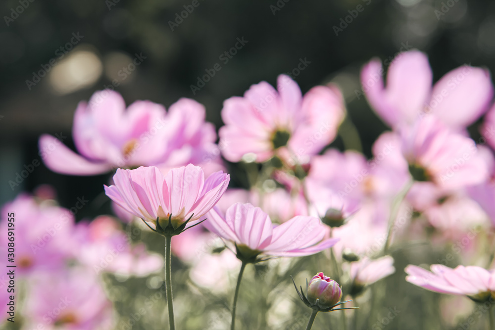 Pink blooming cosmos flower in garden