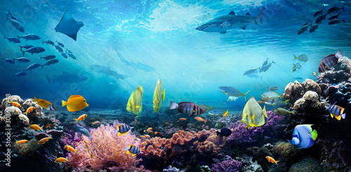 Fototapeta Underwater sea world