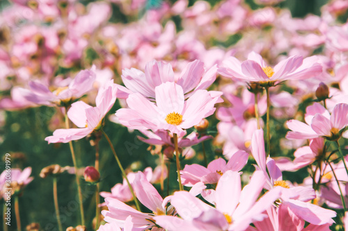 Pink blooming cosmos flower in garden