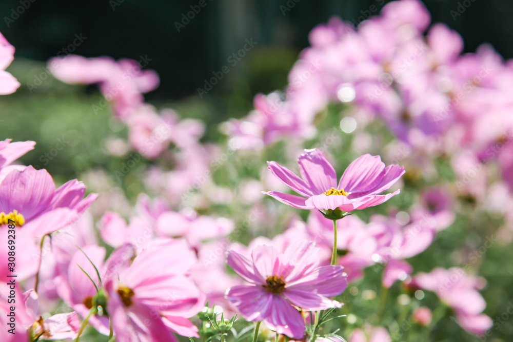 Pink blooming cosmos flower in garden