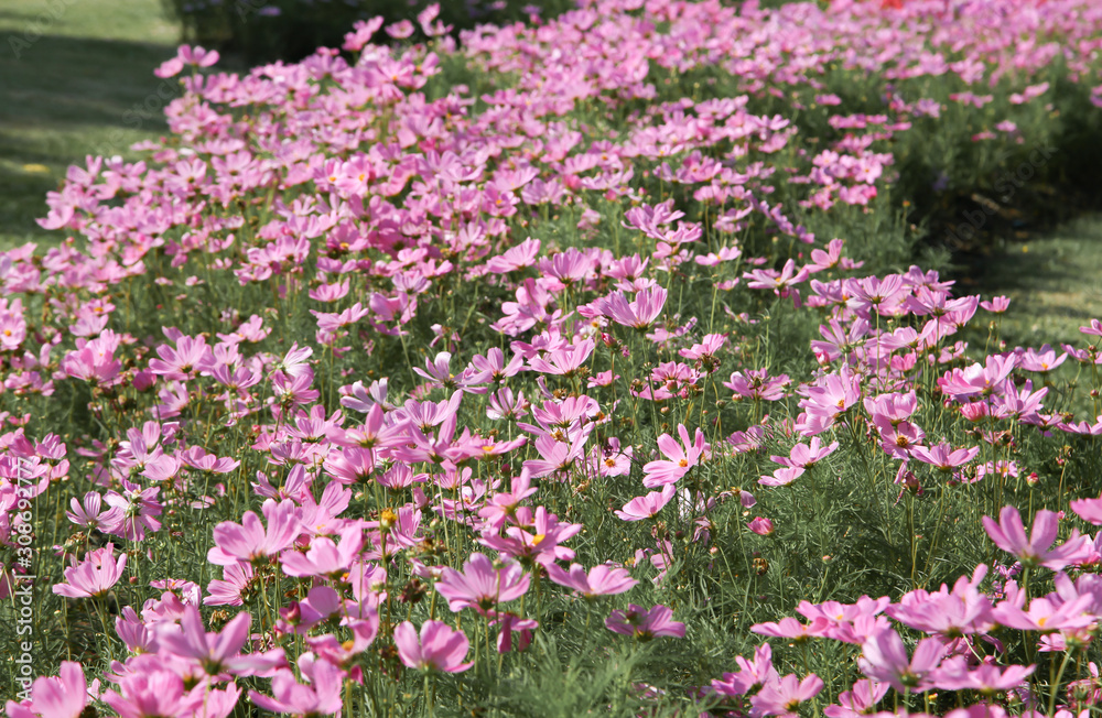 Pink blooming cosmos flower in garden