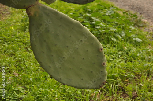 Cactus plant, Prickly pear cactus Opuntia Ficus-indica close up  photo