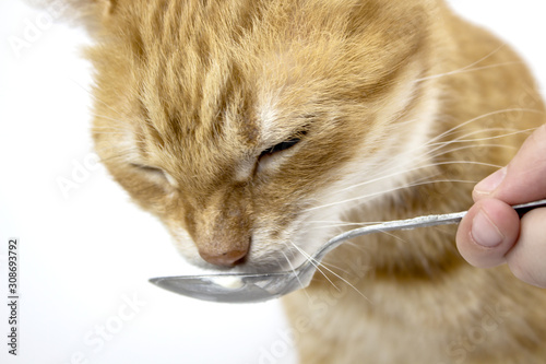 Red Cat. Pictures of cats, cute cat, drawings of cats. Cat eats from a spoon. Russian cat with butterfly on a white background. Isolate copyspace. photo