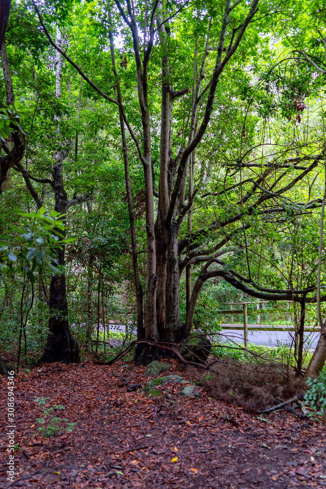 Laurel Canyon Nature Reserve, Moya, Gran Canaria Laurel Canyon Nature Reserve, Moya, Gran Canaria
