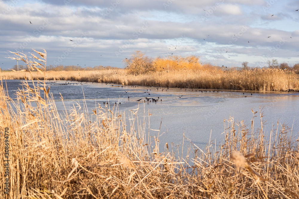 The river flows among the brown reeds and their panicles The river flows among the brown reeds and their panicles