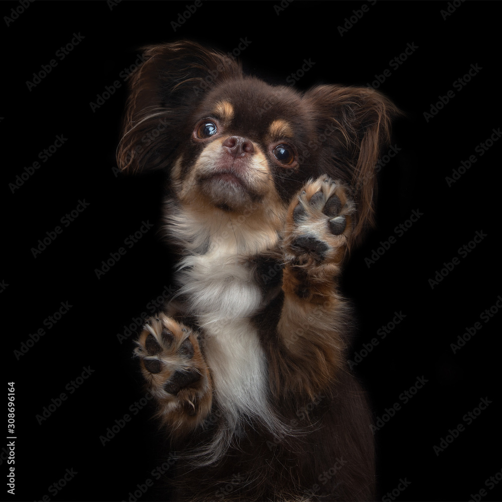 close up view from below of chihuahua dog standing on black background