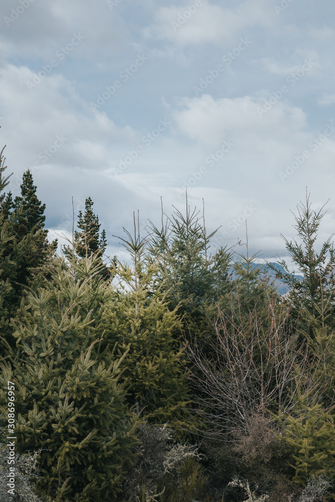 Φωτογραφία Amazing view from Queenstown hills with snow capped mountains and pine forest