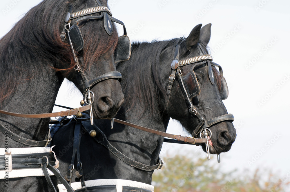 Fototapeta premium Friesenpferde im Fahrsport