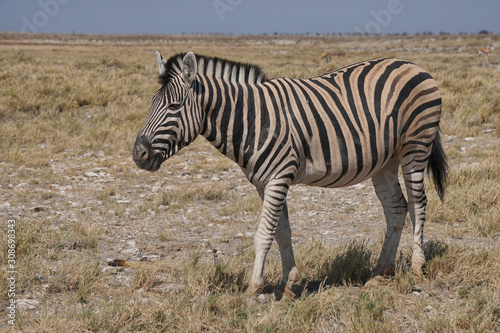 zebra in the Kalahari desert  South Africa