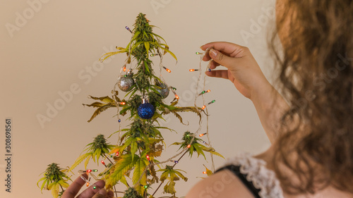 The young person decorates medical marijuana plant growing indoor