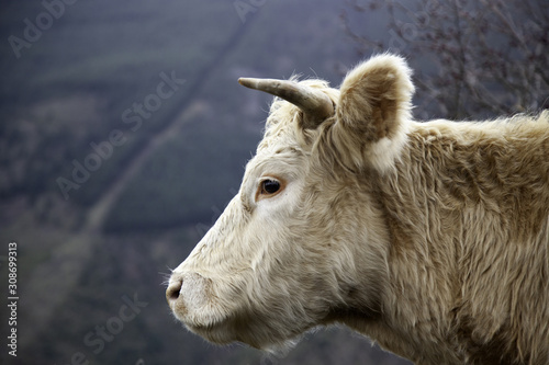 Cow in field