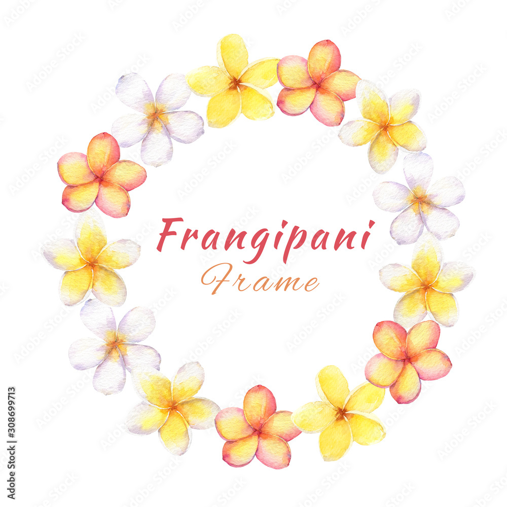 Fototapeta premium Hand drawn watercolor plumeria(frangipani) wreath isolated on white background.