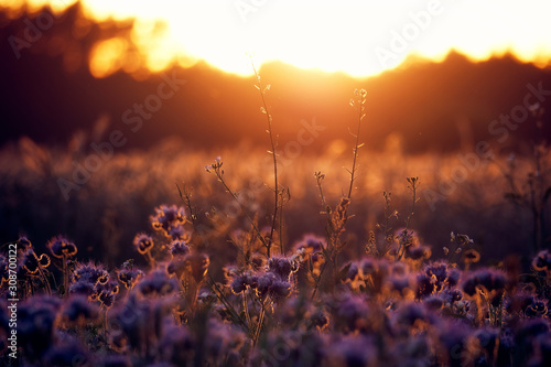 Sunset in a cornfield with wildflowers in the foreground