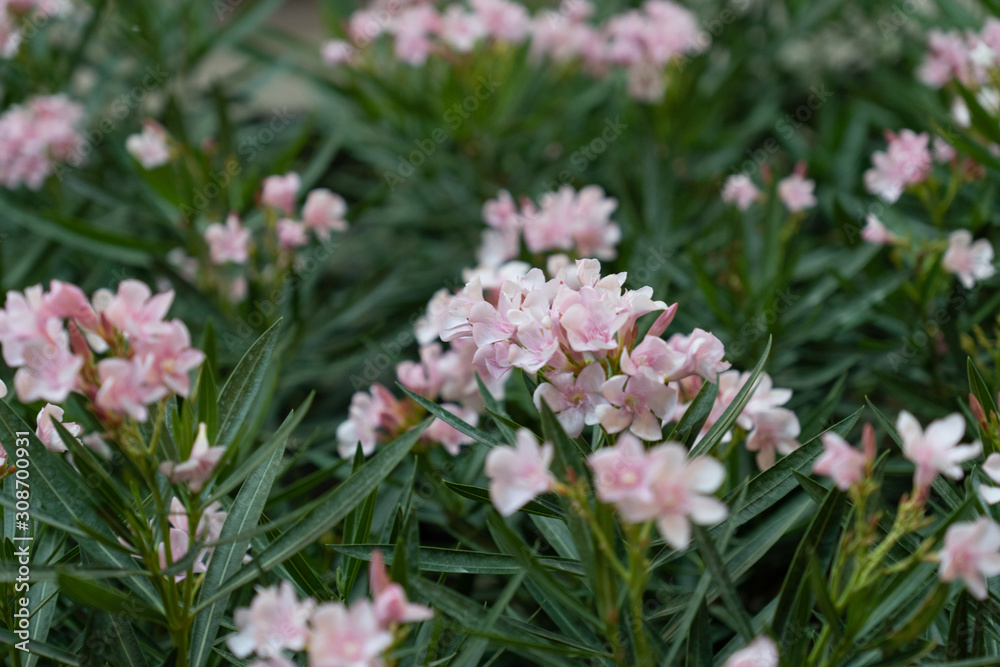 A bouquet of pink flowers in the green leaves