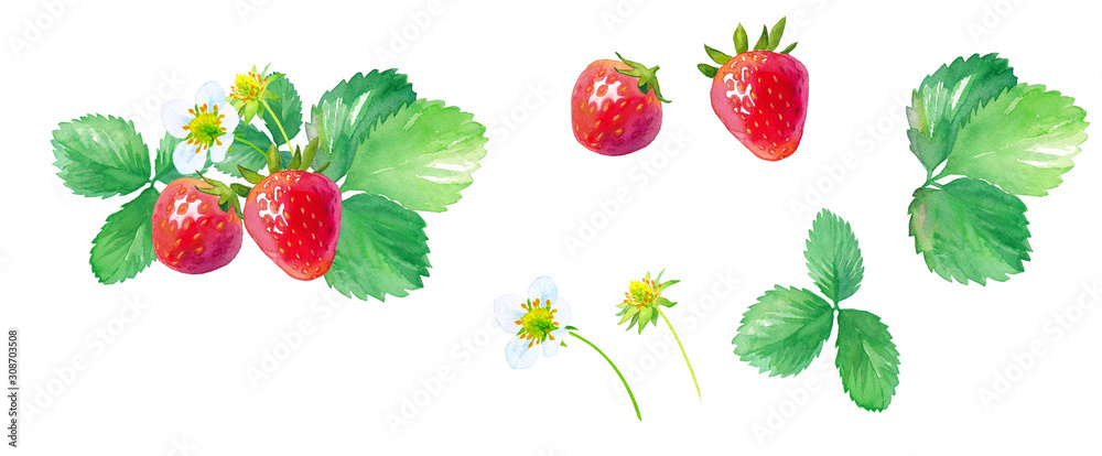 イチゴの水彩イラスト 花 葉 果実のパーツセット Stock Illustration Adobe Stock