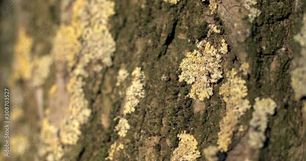 Lichen and moss on tree bark Lichen and moss on tree bark