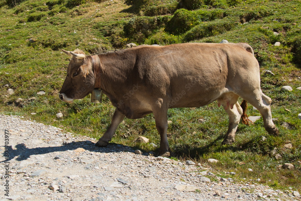 Cattle in national park Picos de Europa in Cantabria,Spain,Europe Cattle in national park Picos de Europa in Cantabria,Spain,Europe