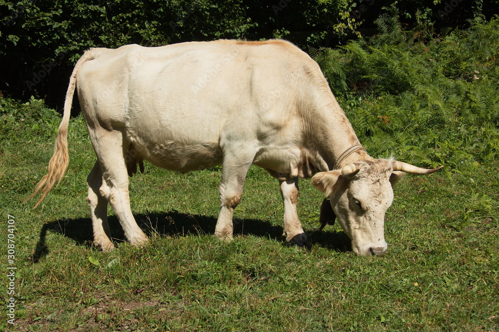 Cattle in national park Picos de Europa in Cantabria,Spain,Europe